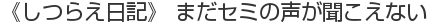 《しつらえ日記》 まだセミの声が聞こえない